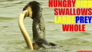 Hungry Bird Swallows Large Prey Whole A struggling eel becomes prey for a dining cormorant bird
