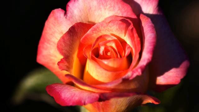 Новая русская песня о влюбленных онлайн смотреть онлайн