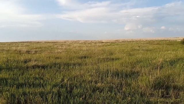Стихотворение "Прости меня ты матушка раздолье"