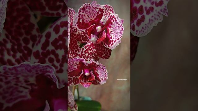 Phal. Lioulin Wild Cat peloric от садовника Son Ya 🌸 Первое цветение орхидеи бабочки Дикий Кот 🐆