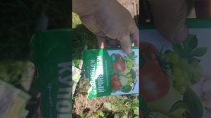Хлороз Винограда🍇