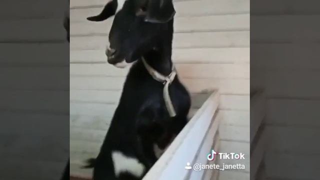 Романс