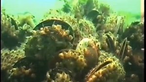 © Морские желуди БАЛЯНУС Balanus sp