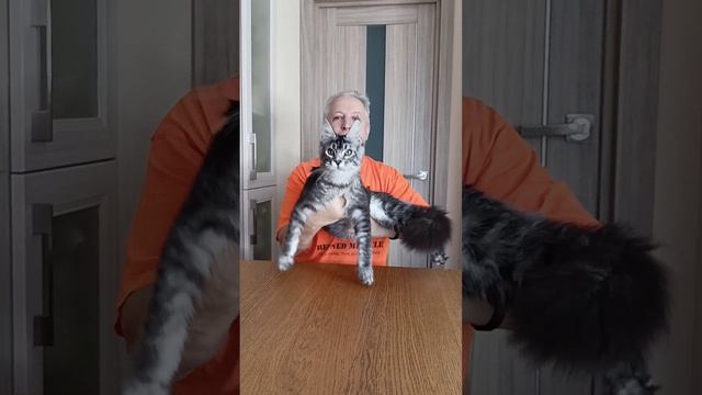 What is you name?shortscatskittensmainecoonкошкикотятамейнкун