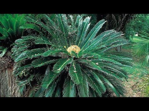 NEET Biology: Plant Kingdom: Part-5 (Gymnosperms)