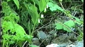 В НИЗЕНЬКОЙ СВЕТЁЛКЕ