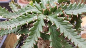 꽃분이네 선인장이야기 스텔라타(비룡).  Euphorbia stellata