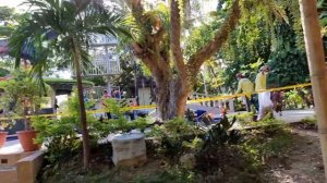 Paradise Garden Resort , Boracay plantita goes to Boracay