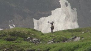 Топо эль Тофо. Маралы, медведи, вертолет. Часть 8.