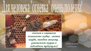 Для человека "восковая огневка" очень полезна!