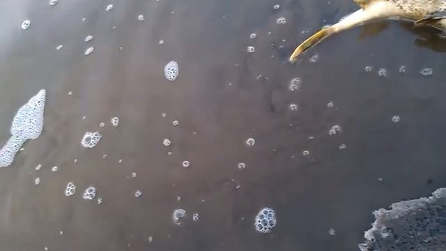 Жабка на Хамсина НМР!!!
