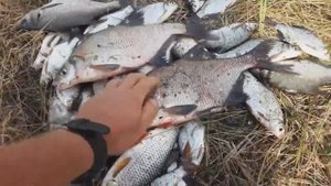 Мужики пришли посмотреть улов леща. Лучшая рыалка на реке