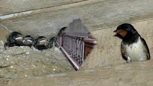 Зиновию Герду (Gerd) Последнее выступление 1996 года