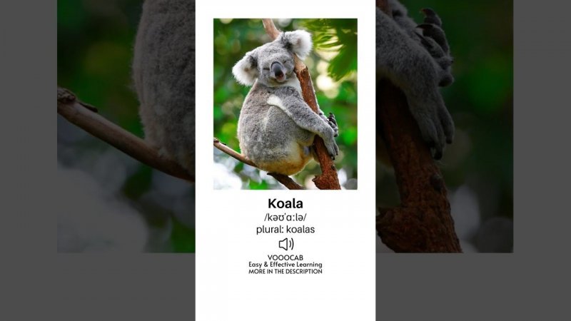 Koala - Pronunciation, English Phonetic Transcription, Plural Form/Wild Animals Vocabulary Playlist