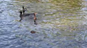 Утро в отеле Ритц Карлтон Бали, переезд в отель Ayodya Resort Bali