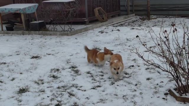 2024-12-01 - Коржики на улице