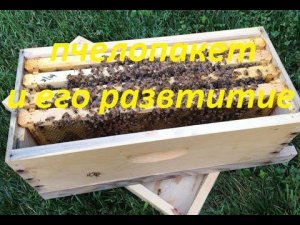 пчелопакет от А до я. пчёлы 2021