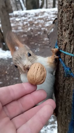 Орешек для белки с хвостиком