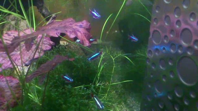 Неон голубой . смотреть онлайн