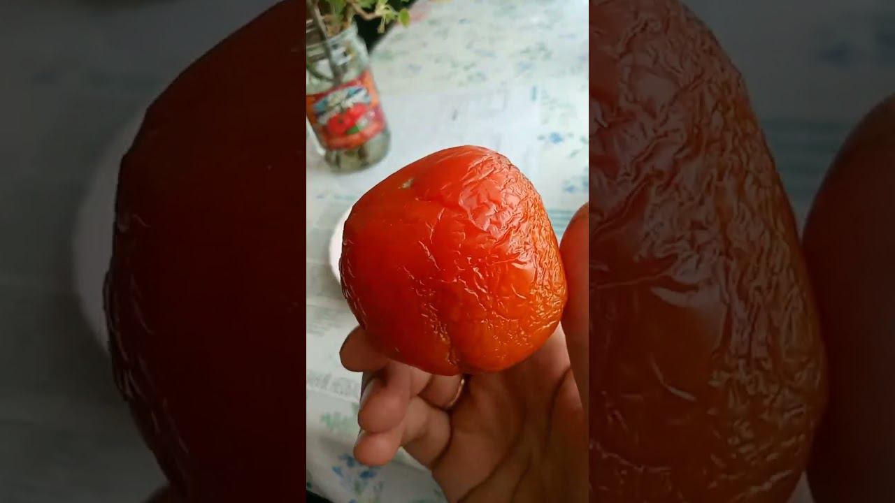 Жёлтый помидор - хурма на семена.  Добываю новые семена для ассортимента. 06.05.2023