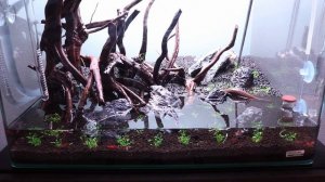 Dennerle Scaper's Tank 70L - Finally Planted!
