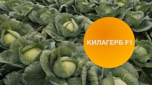 КИЛАГЕРБ F1 | Овощная усадьба