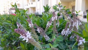 Egypt 🇪🇬 Stella Heights, Стелла Хайтс, место проживания строителей АЭС "Эль-Дабаа"