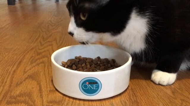 TuxedoTrio: Purina ONE Tender Selects Blend