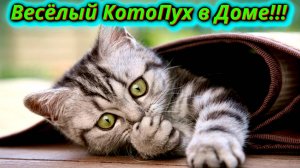 Что они вытворяют! Кошачьи приключения