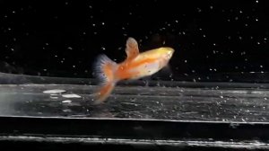 Кормление гуппи науплиями артемии