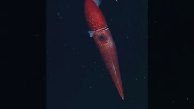 Клубничный кальмар. 🦑