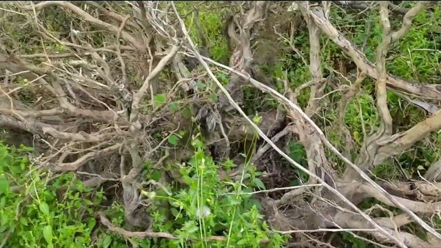 Встретили двух милых черепашек в городе - Махмутлар, Аланья, Турция, апрель 2021 смотреть онлайн
