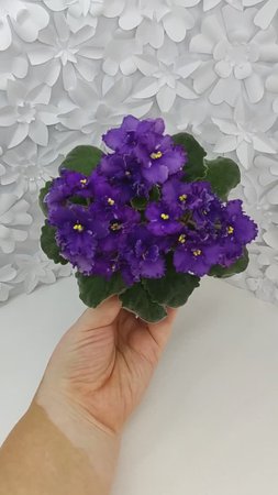 Фиалка ЛЕ-Константин