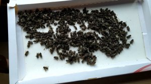 Минипасека. Пчелы в зимовнике в декабре. Пчелиный подмор.