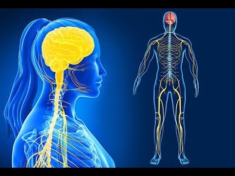 Central Nervous System   Cellular Organization || Brain Anatomy, Anatomy of the Human Brain