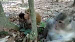 Poor Baby Monkey Almost Pass Away Cos Kidnapper Maltreat ST1004 Mono Monkey