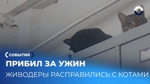 За ужин с макаронами: фермер избил котов до смерти