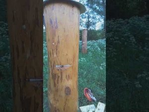 Колодное пчеловодство