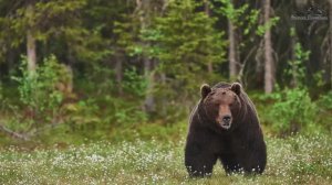 Как избежать встречи с медведем.