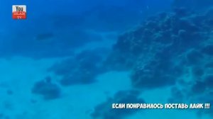 Красивое чтение Корана довёдший меня до слёз
