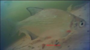 Подводная камера для подледной рыбалки ERCHANG F431. Эта камералучше калипсо!