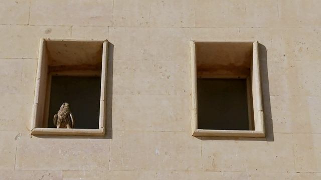 Ястреб в The Three Corners Fayrouz Plaza смотреть онлайн