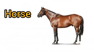 How to Pronounce horse in English