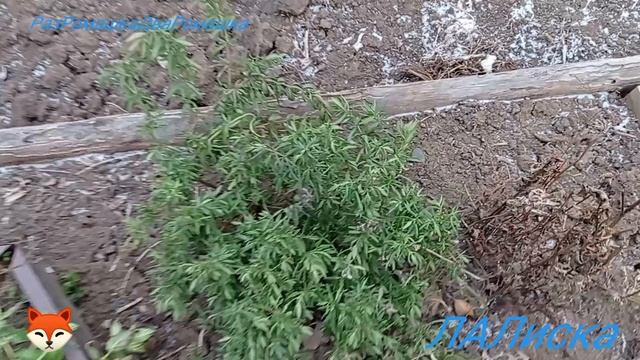 01.12.2024 уДача-дача. СНЕГА НЕТ, ЛАВАНДА РАСТЁТ, ИССОП РАСТЁТ, земля сверху замёрзла _ПОВОЛЖЬЕ