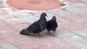 голуби целуются