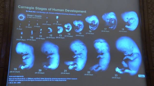Ким А. И. - Генетика - 4. Овариальный цикл и оплодотворение у человека