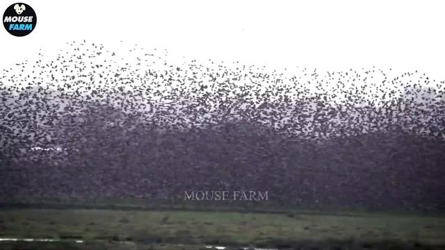 How North American Farmers Deal With Millions Of Wild Boars And Invasive Wolf | Invasive Species смотреть онлайн