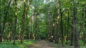 Дыхание весны (романс). Слова, музыка и исполнение: Ия Френкель