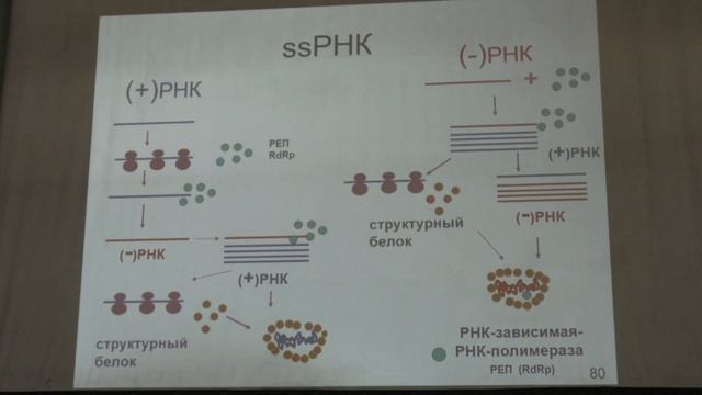 Карпова О. В. - Вирусология - 3. Классификация вирусов. РНК-содержащие вирусы смотреть онлайн