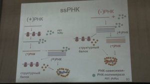 Карпова О. В. - Вирусология - 3. Классификация вирусов. РНК-содержащие вирусы
